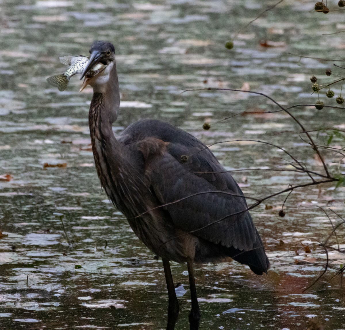Great Blue Heron - ML644838996