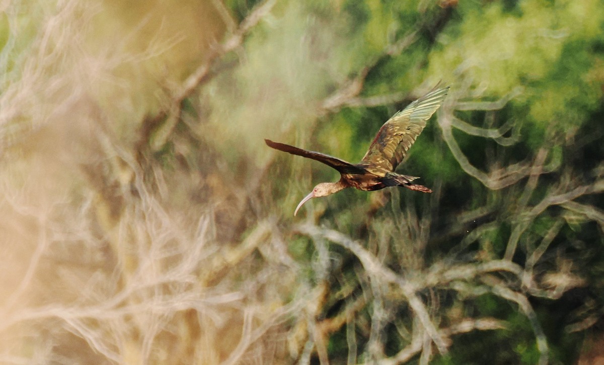 White-faced Ibis - ML644839003