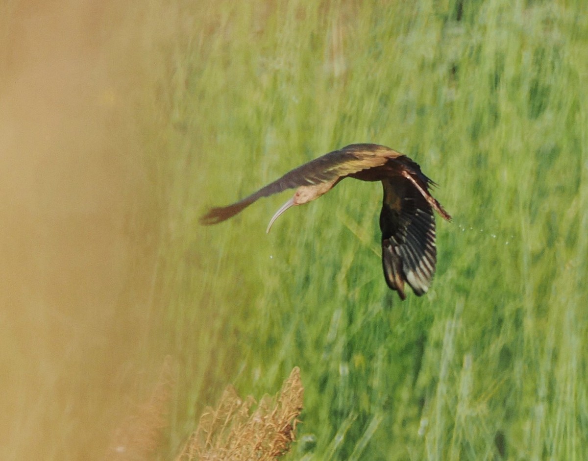 White-faced Ibis - ML644839004