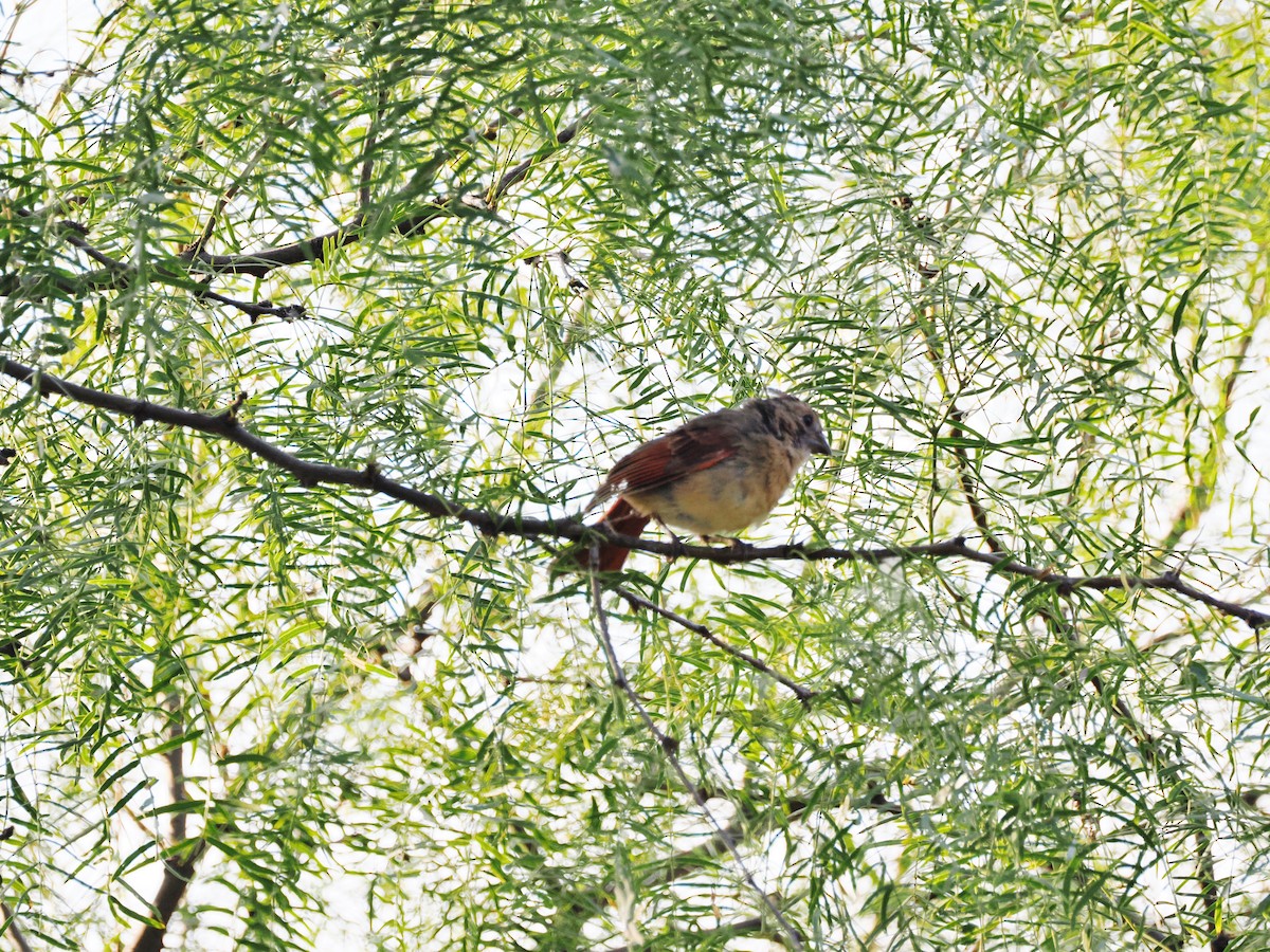 Rotkardinal - ML644839029