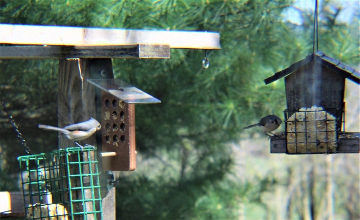 Американская гренадерка - ML644839037