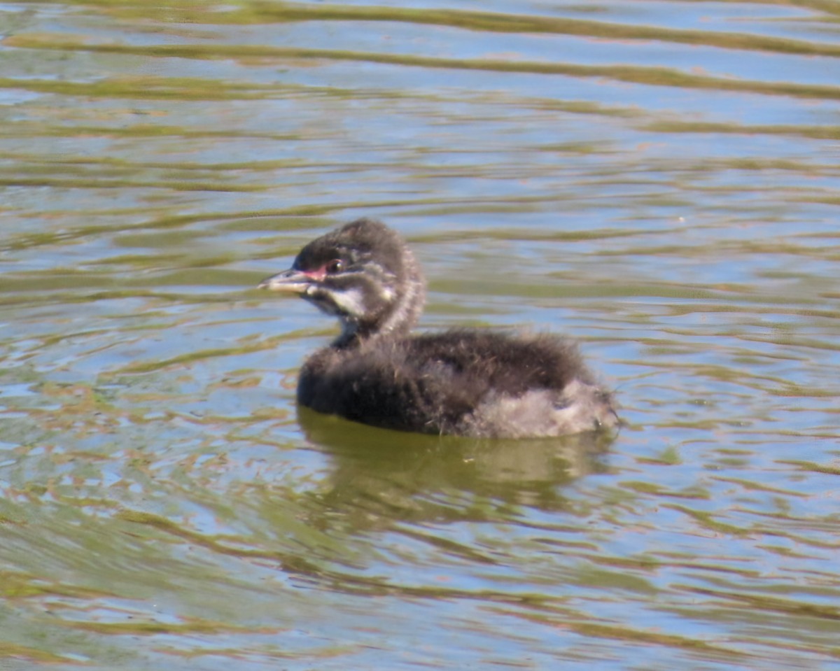 Amerika Küçük Batağanı - ML644839050