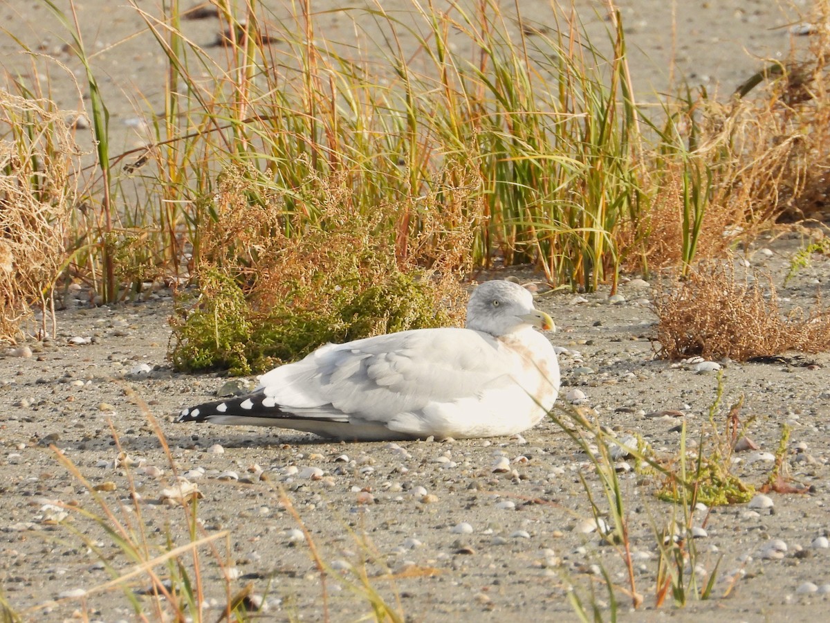 Goéland hudsonien - ML644839078