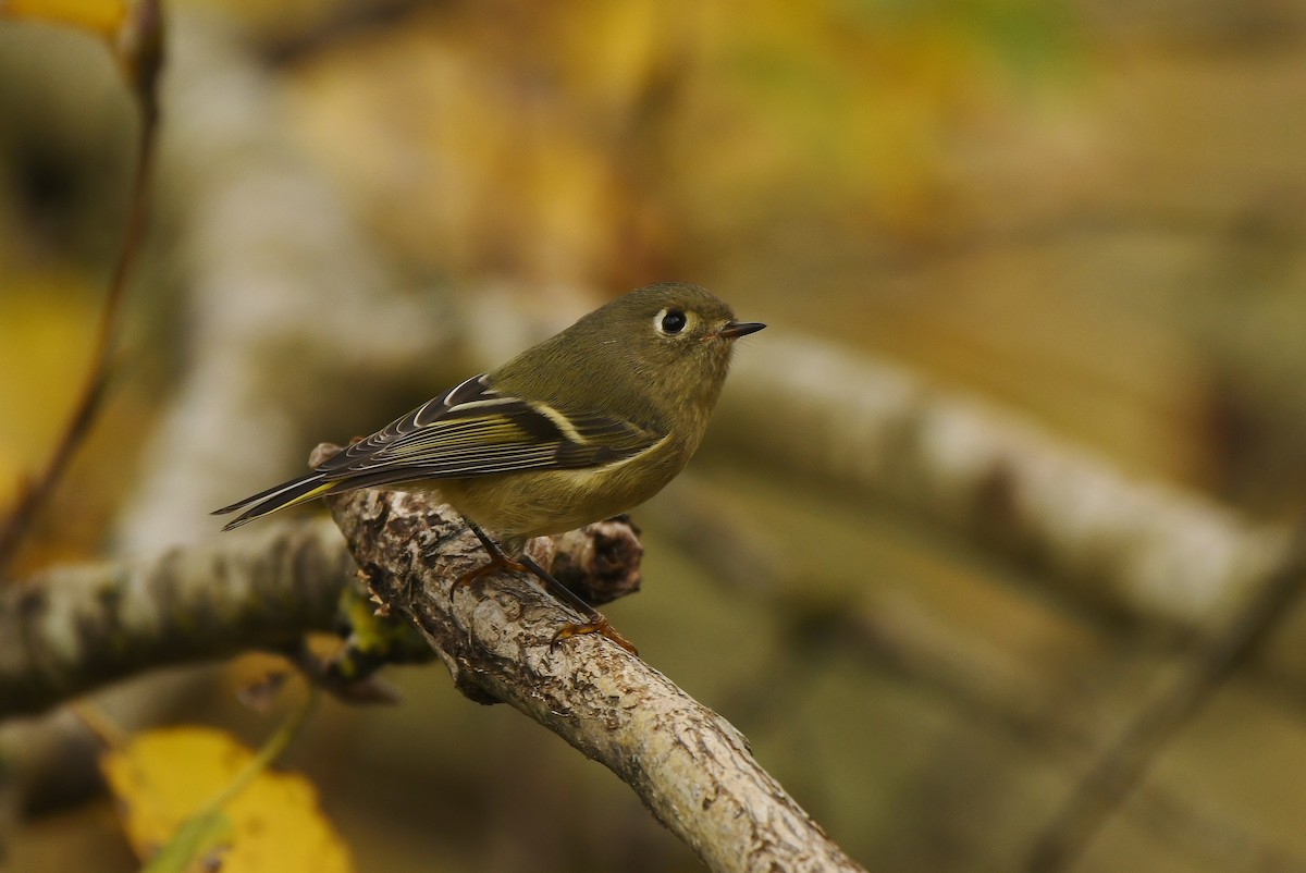 Ruby-crowned Kinglet - ML644839081