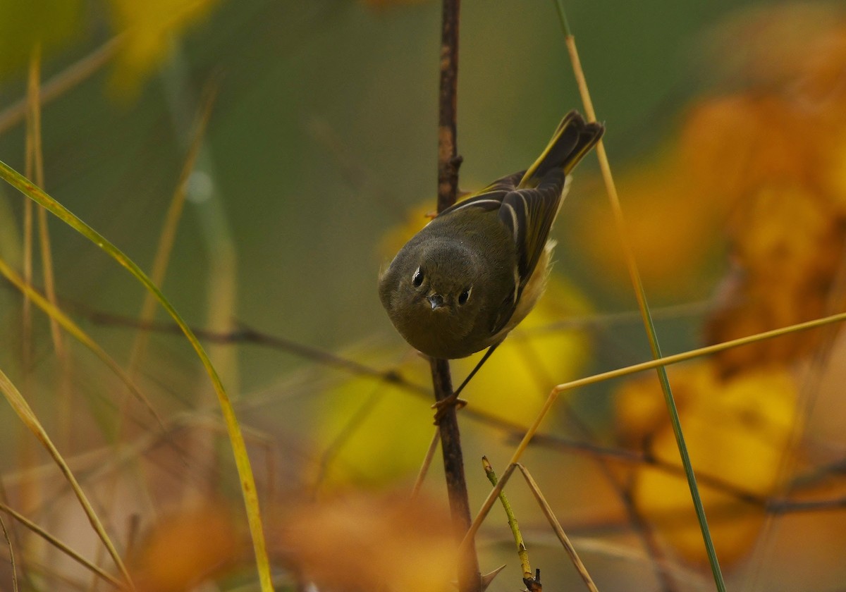 Ruby-crowned Kinglet - ML644839082