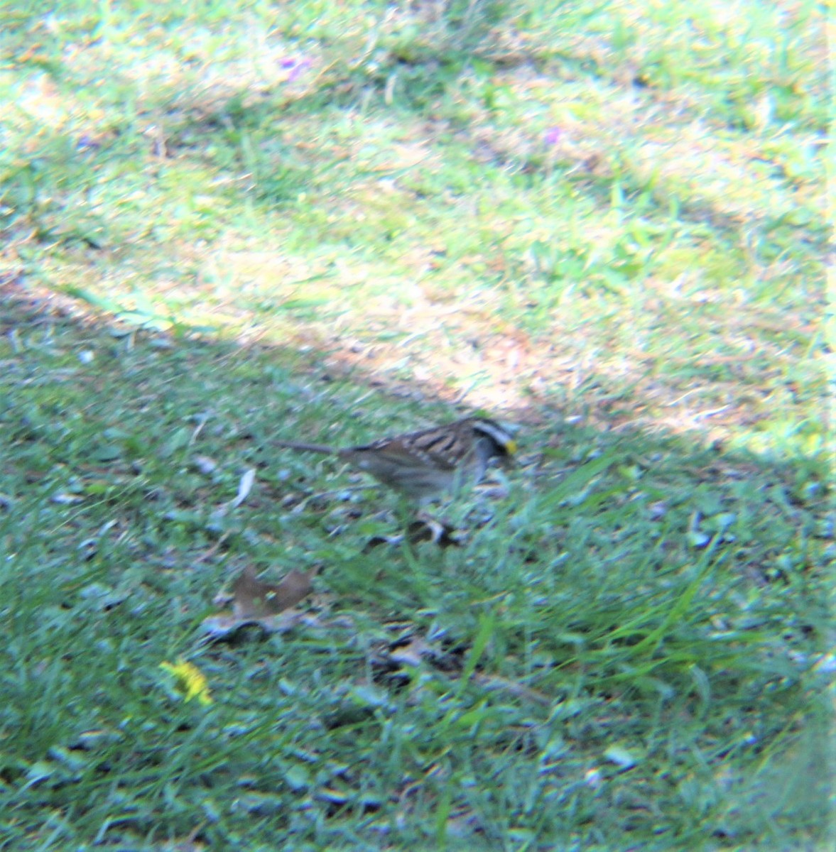 White-throated Sparrow - ML644839102
