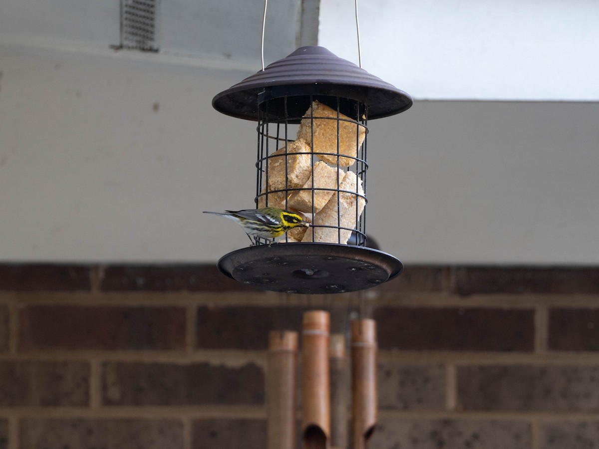 Townsend's Warbler - ML644839107