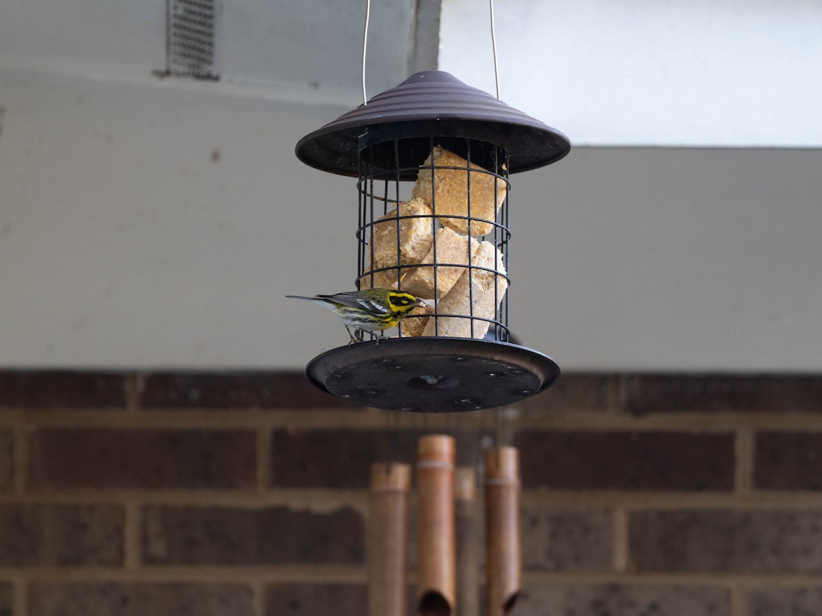 Townsend's Warbler - ML644839108