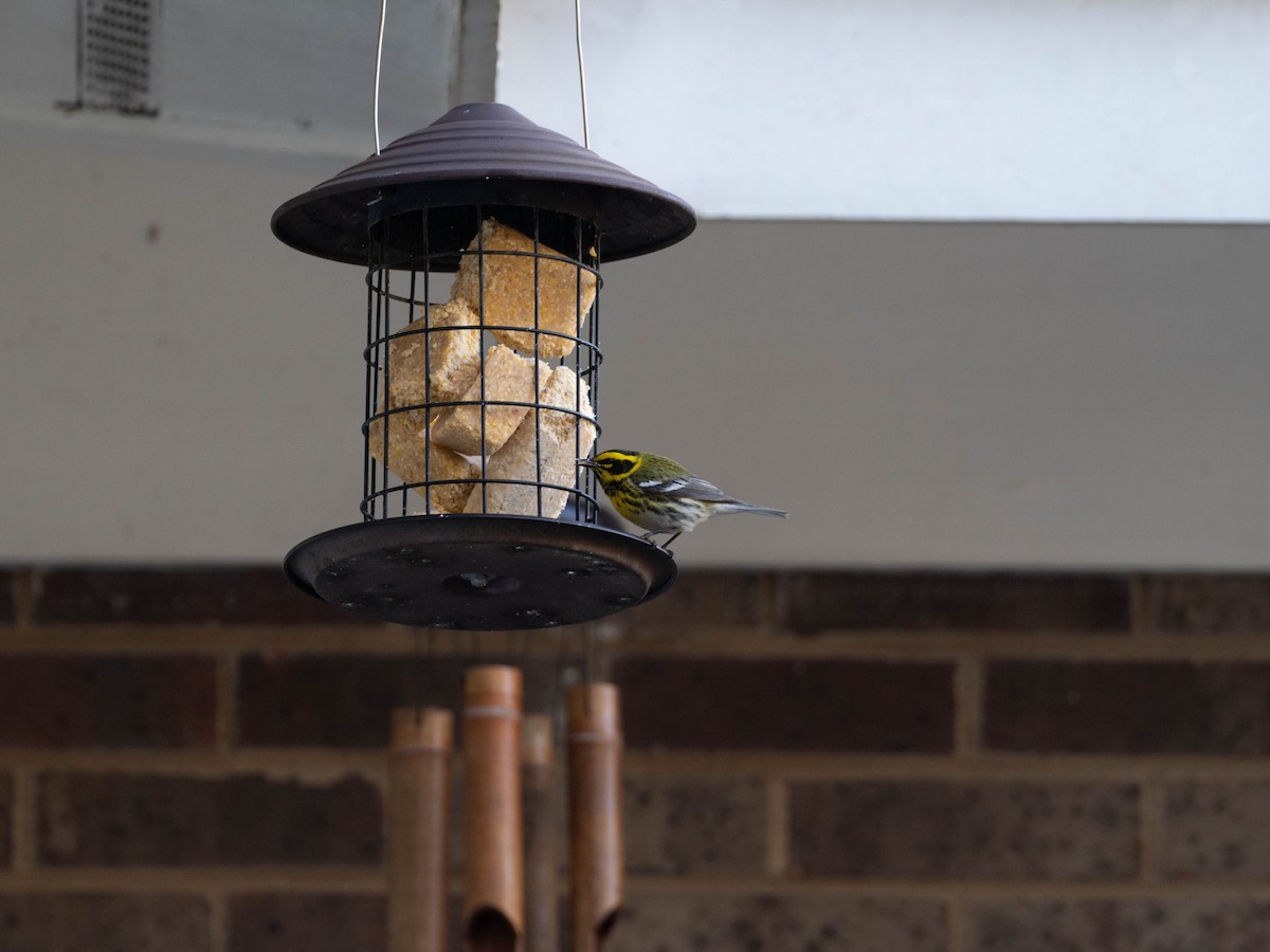 Townsend's Warbler - ML644839109