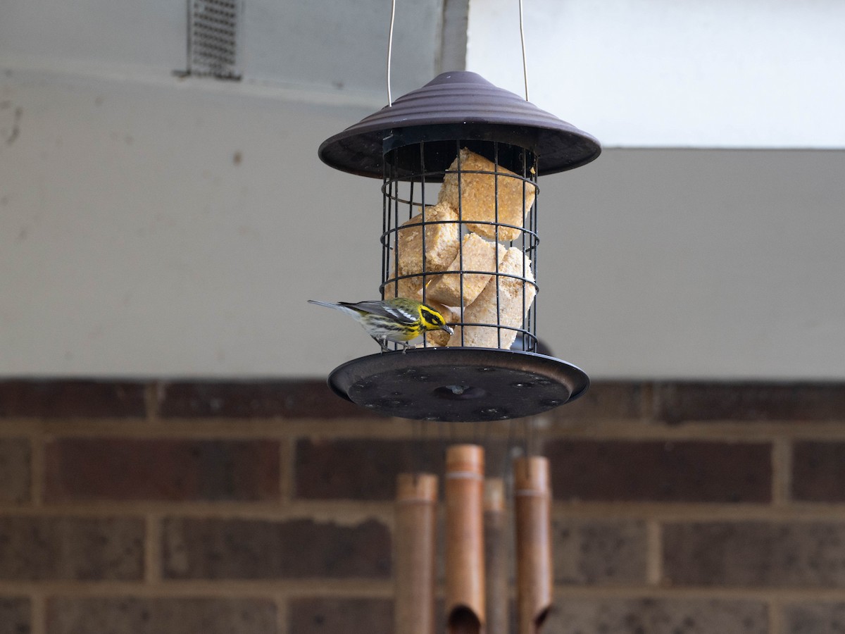 Townsend's Warbler - ML644839110