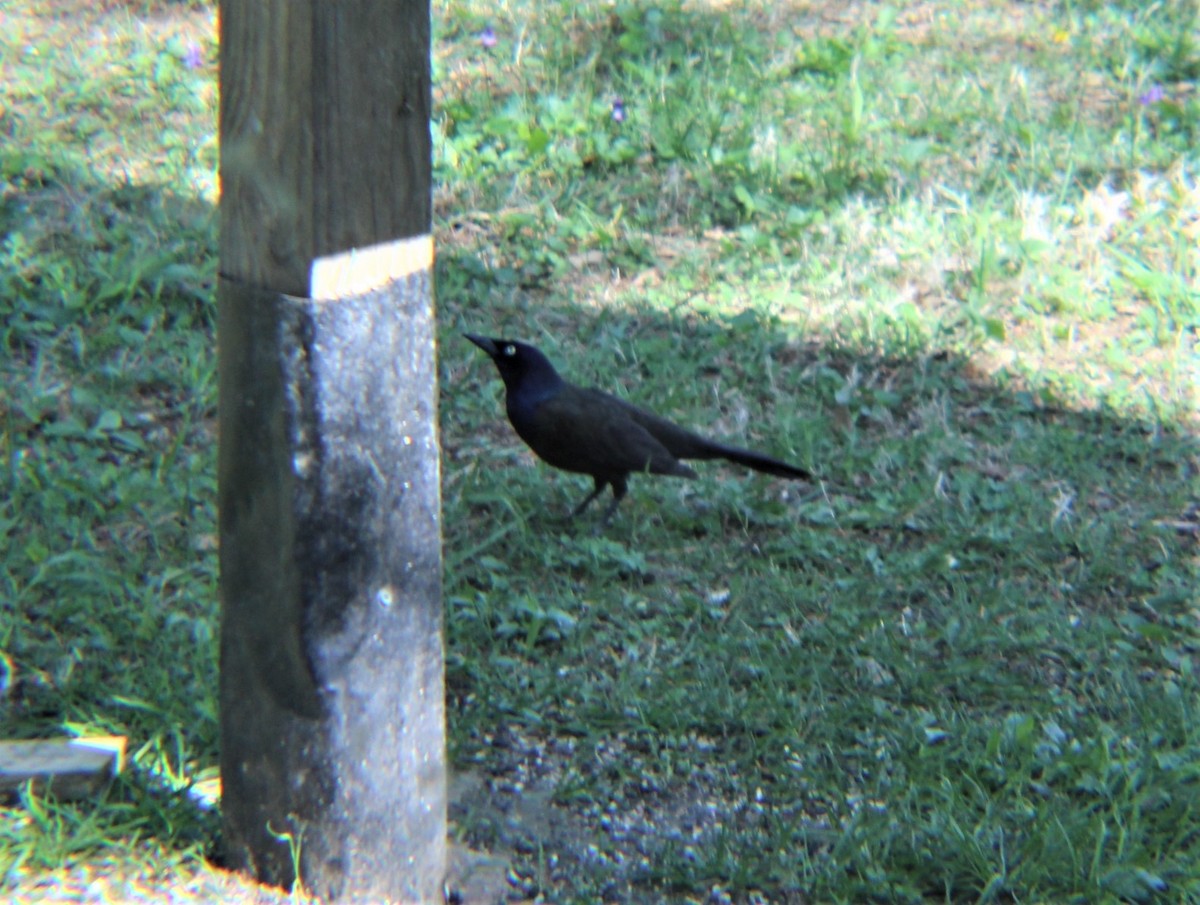Common Grackle (Bronzed) - ML644839111