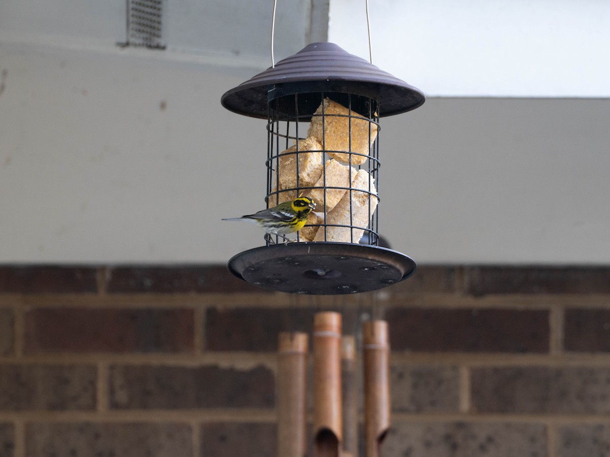 Townsend's Warbler - ML644839112