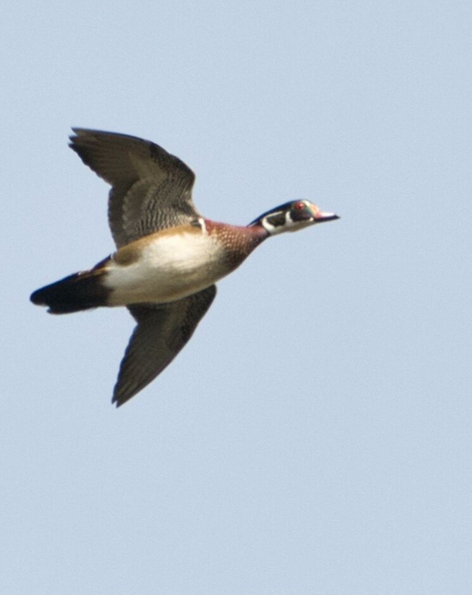 kachnička karolínská - ML644839114