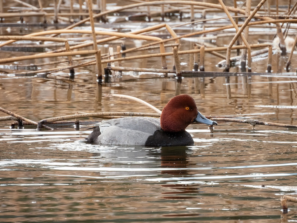 Redhead - ML644839128