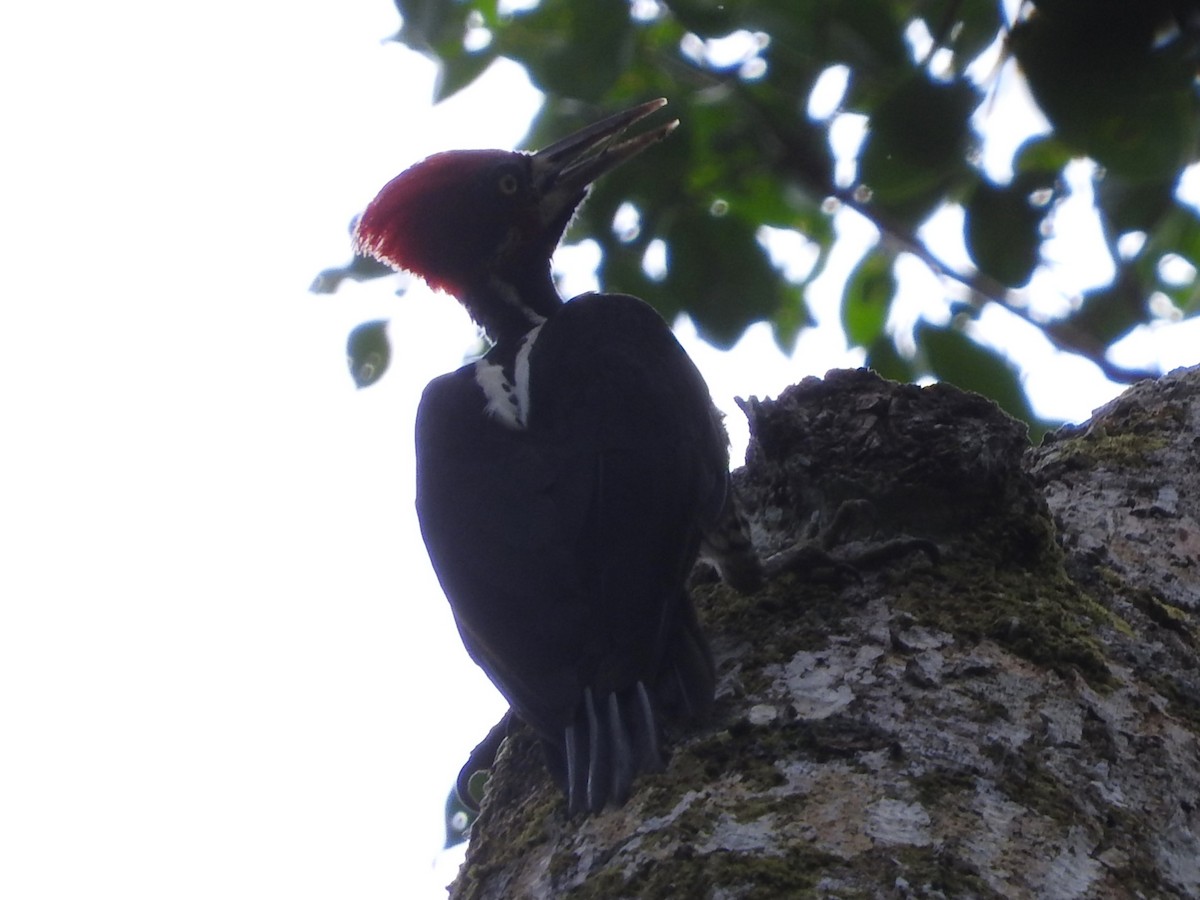 Crimson-crested Woodpecker - ML644839133
