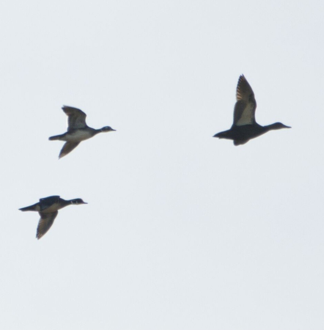 kachnička karolínská - ML644839135