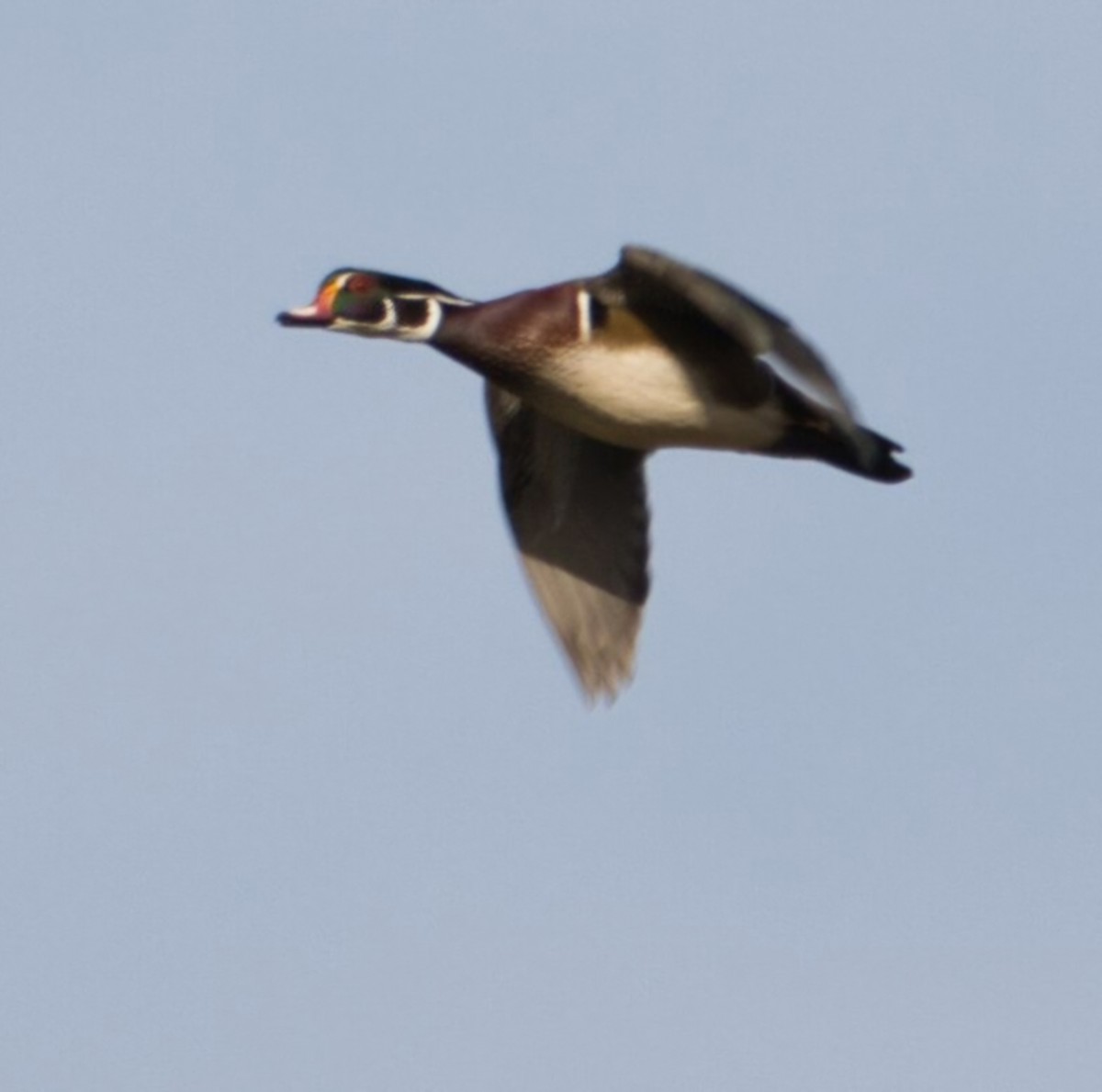 kachnička karolínská - ML644839136