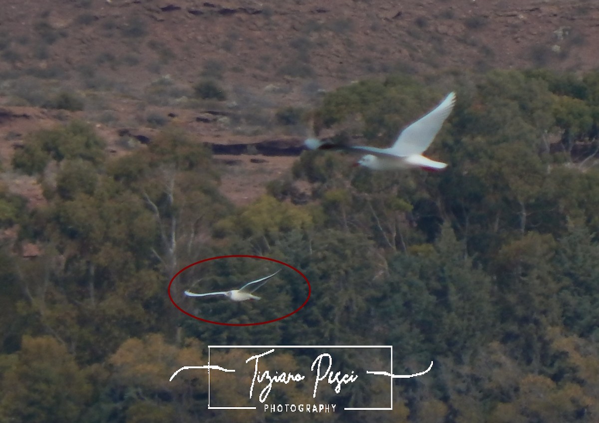 gråhodemåke - ML644839158