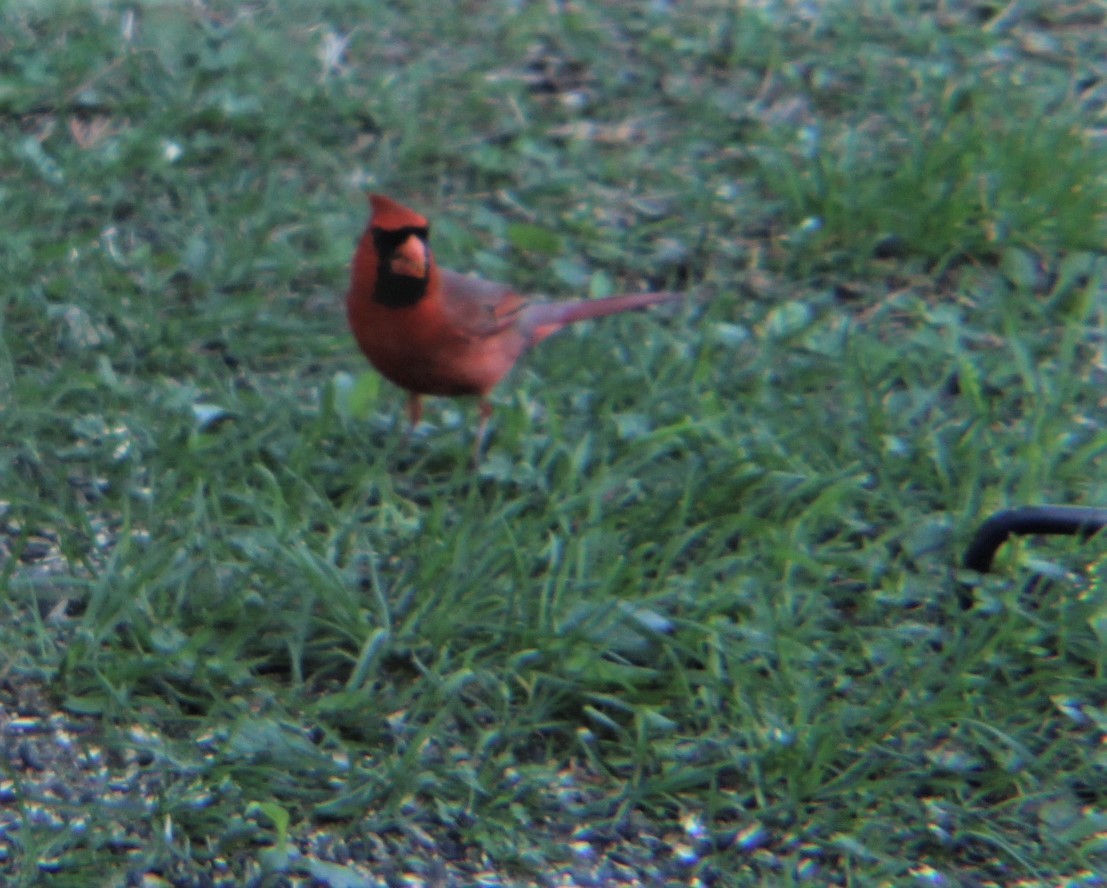 Rotkardinal - ML644839166