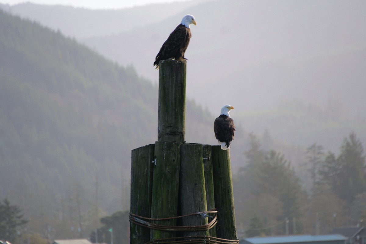 Bald Eagle - ML644839167