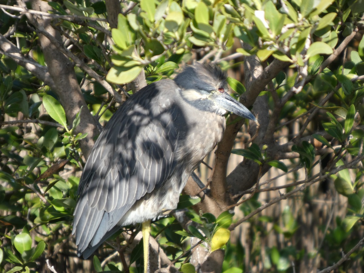 kvakoš žlutočelý - ML644839200