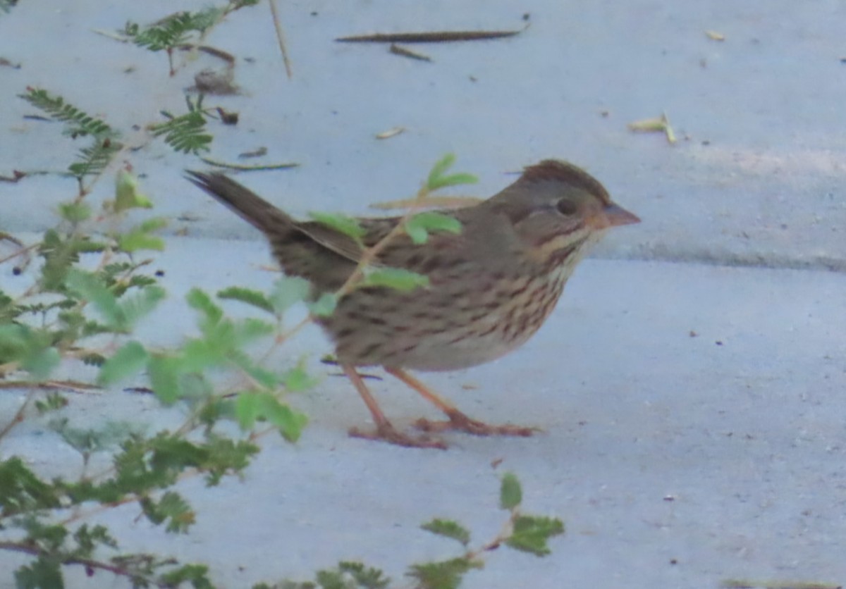 Lincoln's Sparrow - ML644839212