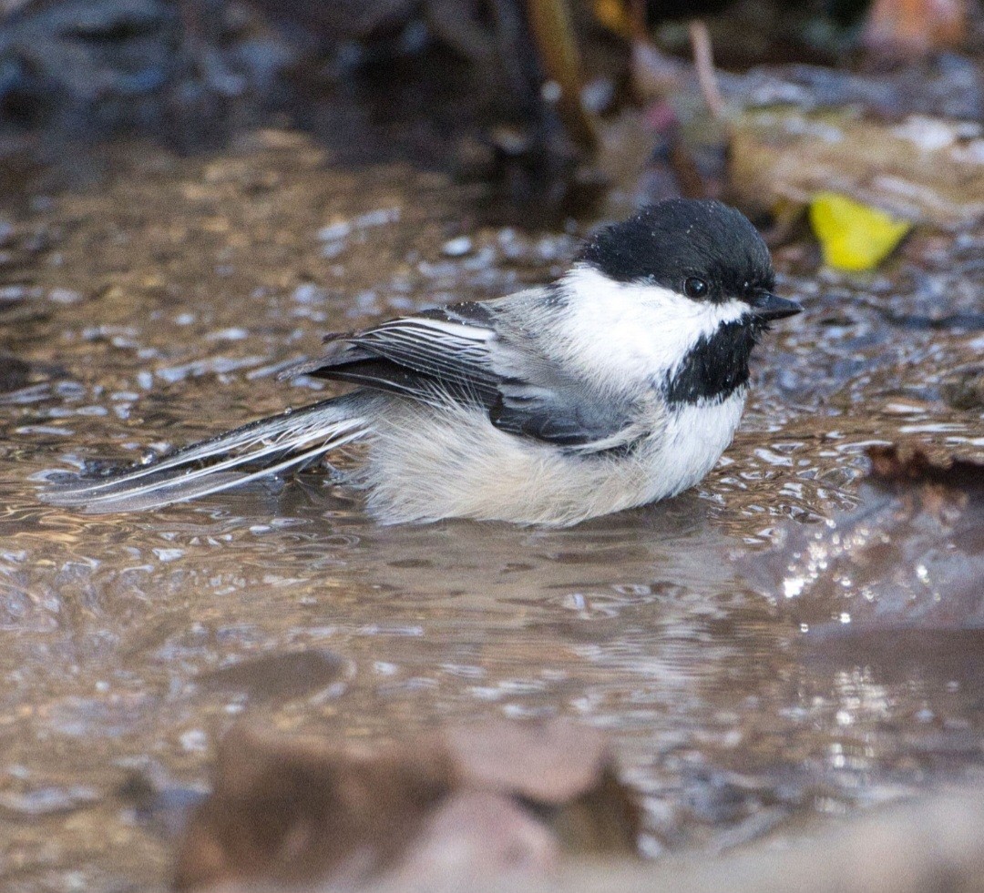 Amerika Baştankarası - ML644839241