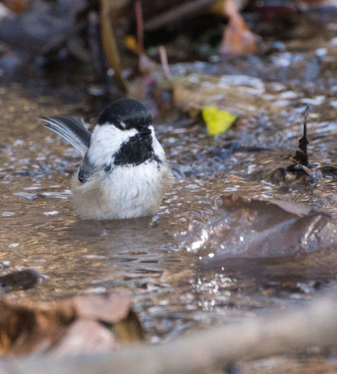 Amerika Baştankarası - ML644839242