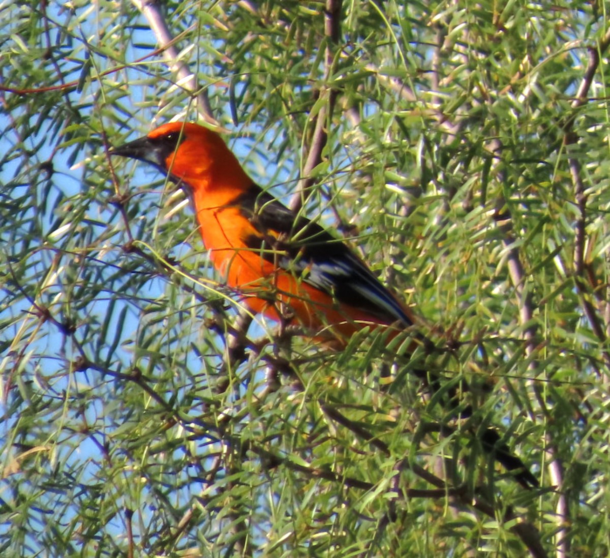 Altamira Oriole - ML644839263