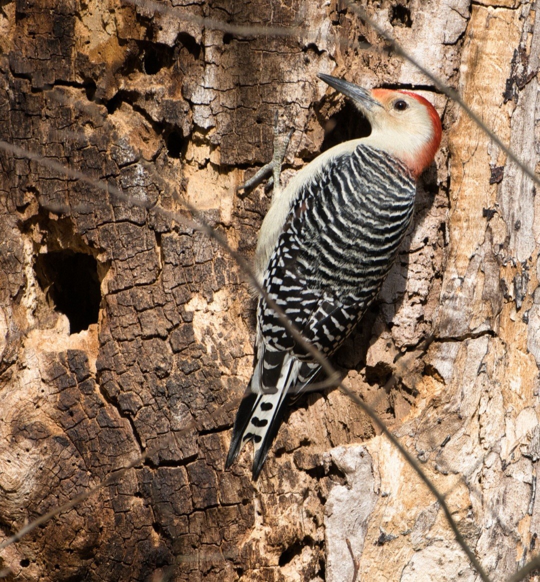 Гіла каролінська - ML644839286