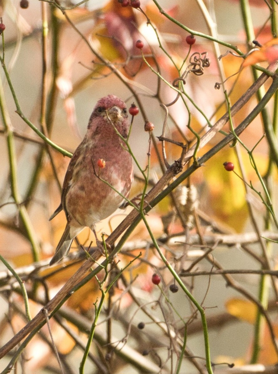 Чечевиця кармінова (підвид purpureus) - ML644839296
