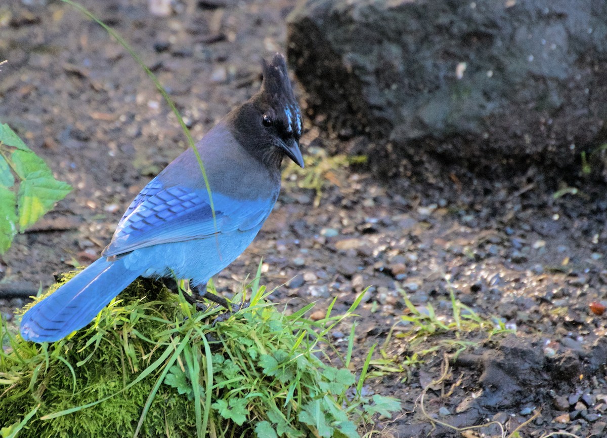 Chara de Steller (grupo stelleri) - ML644839297