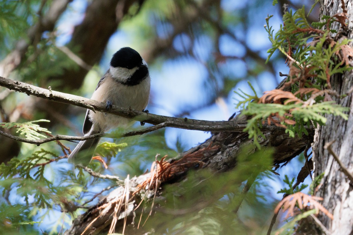 Amerika Baştankarası - ML644839333