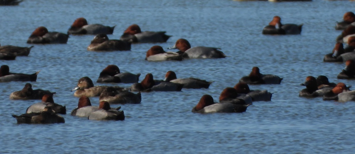 Redhead - ML644839334