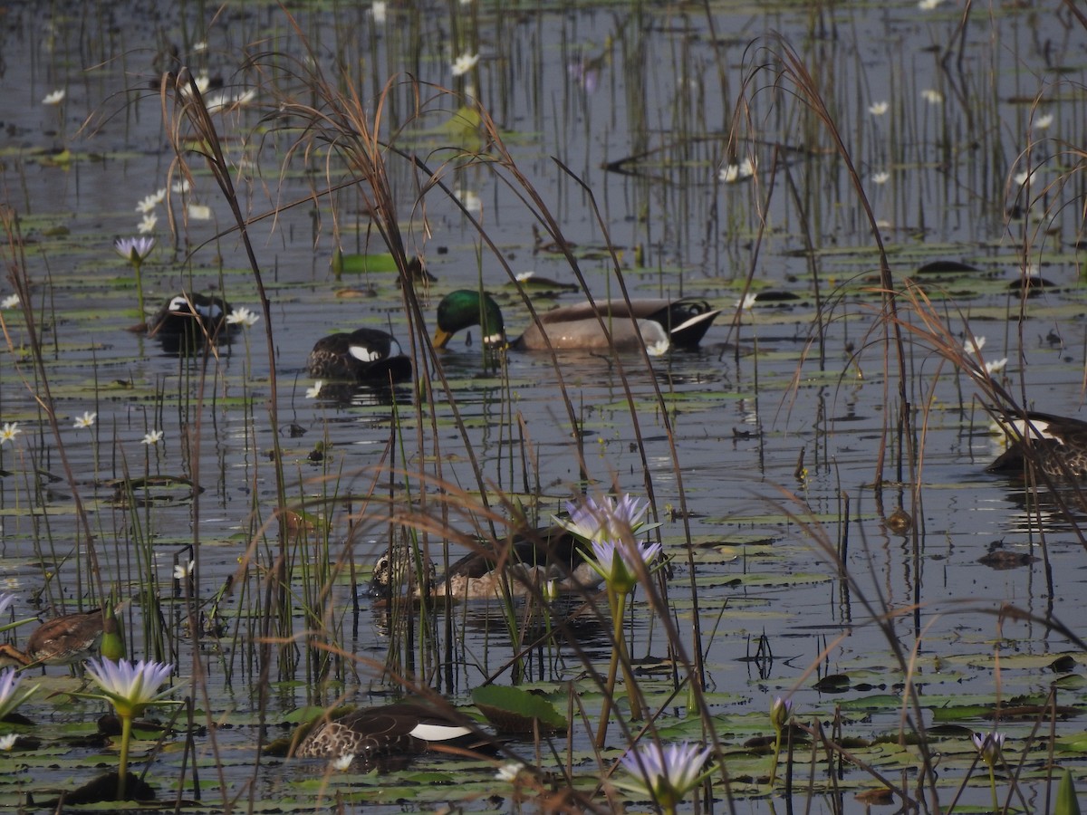 kachna divoká - ML644839336