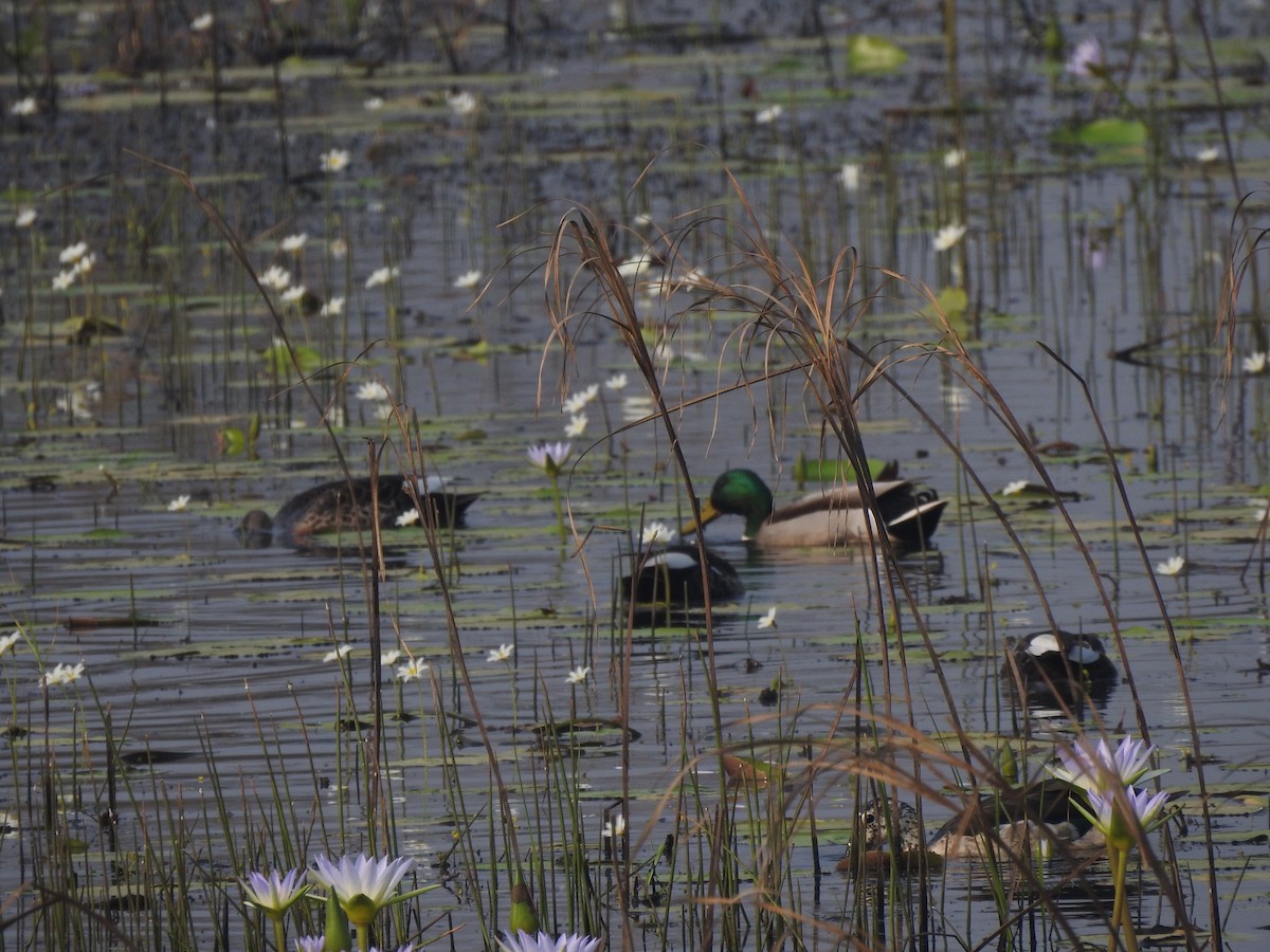 kachna divoká - ML644839337