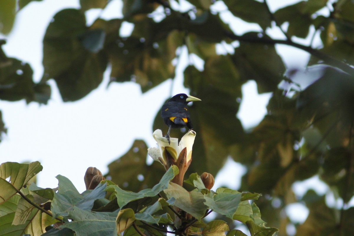 Yellow-rumped Cacique - ML644839339