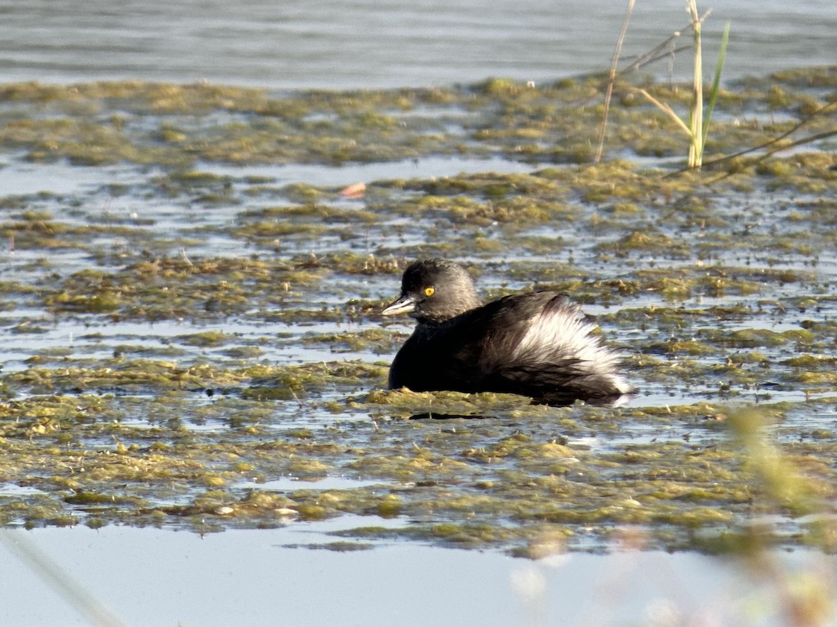 Amerika Küçük Batağanı - ML644839342