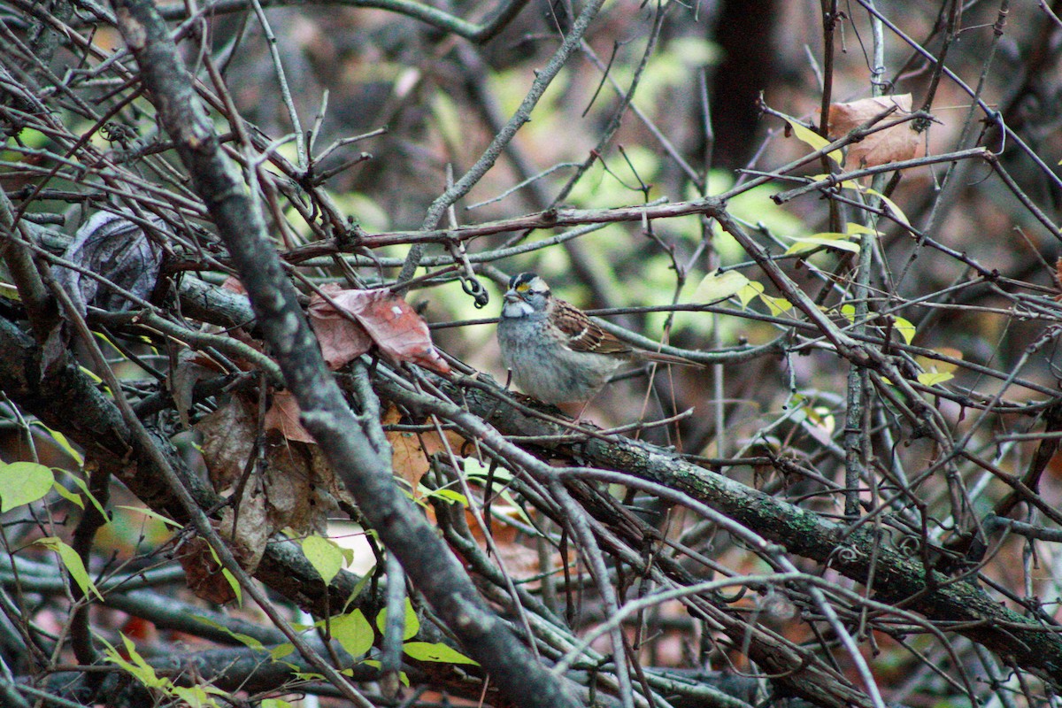 White-throated Sparrow - ML644839346