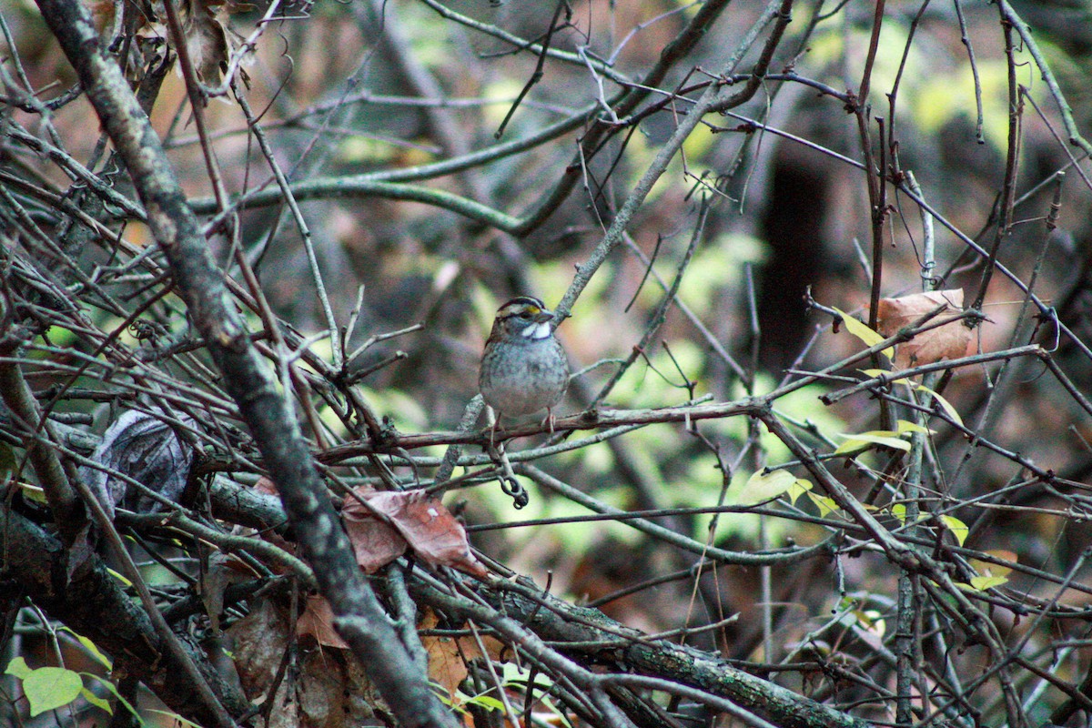 White-throated Sparrow - ML644839347