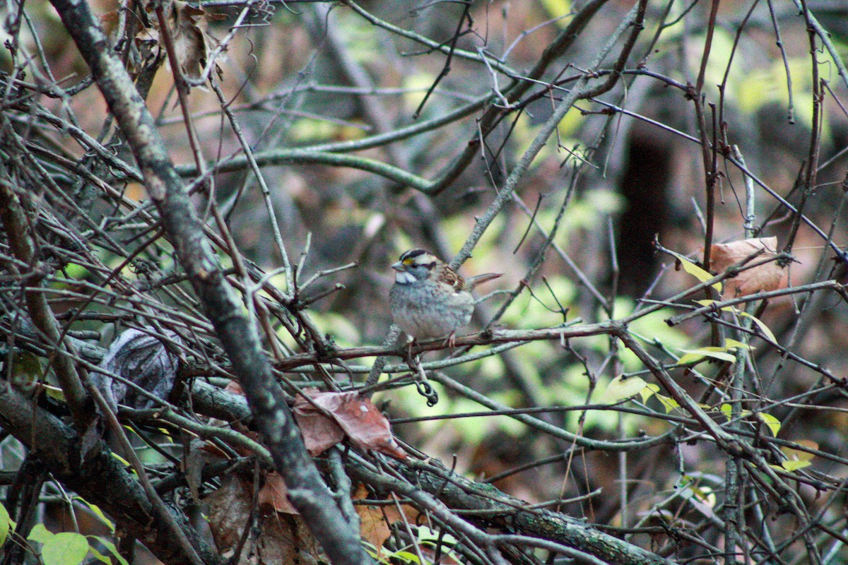 White-throated Sparrow - ML644839348