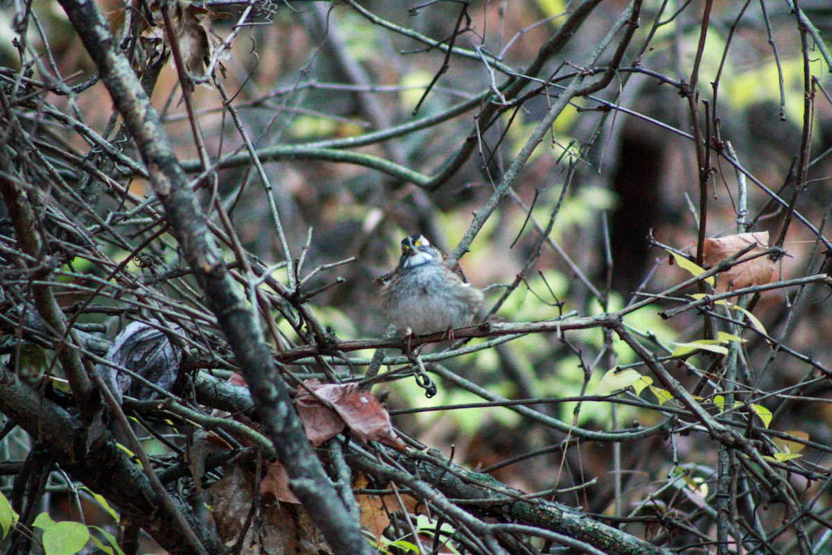 White-throated Sparrow - ML644839349