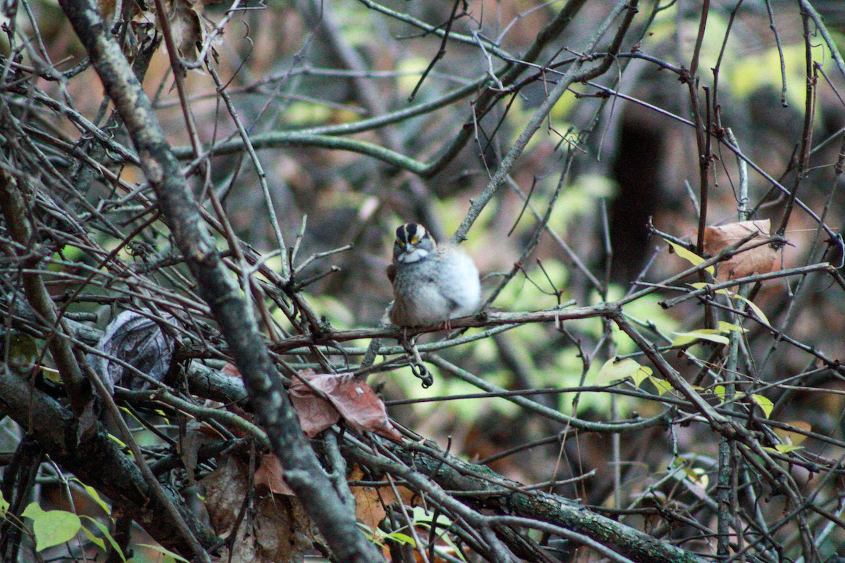 White-throated Sparrow - ML644839350