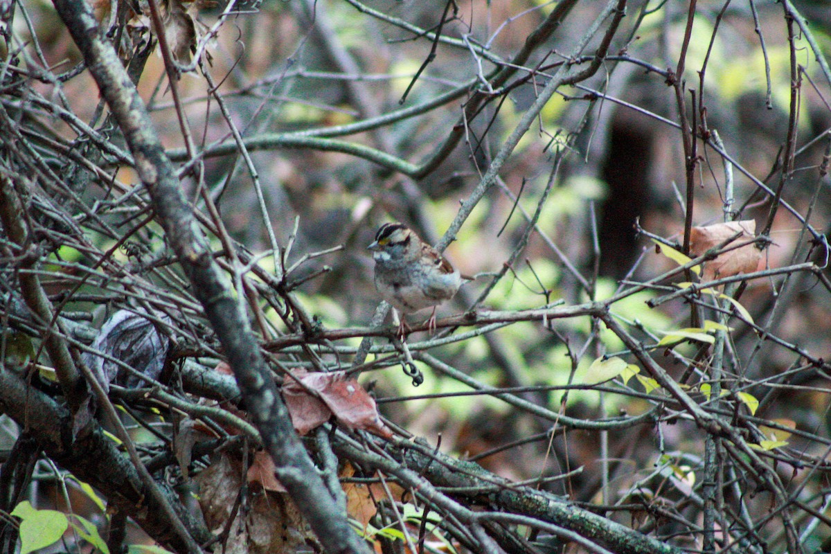 White-throated Sparrow - ML644839351
