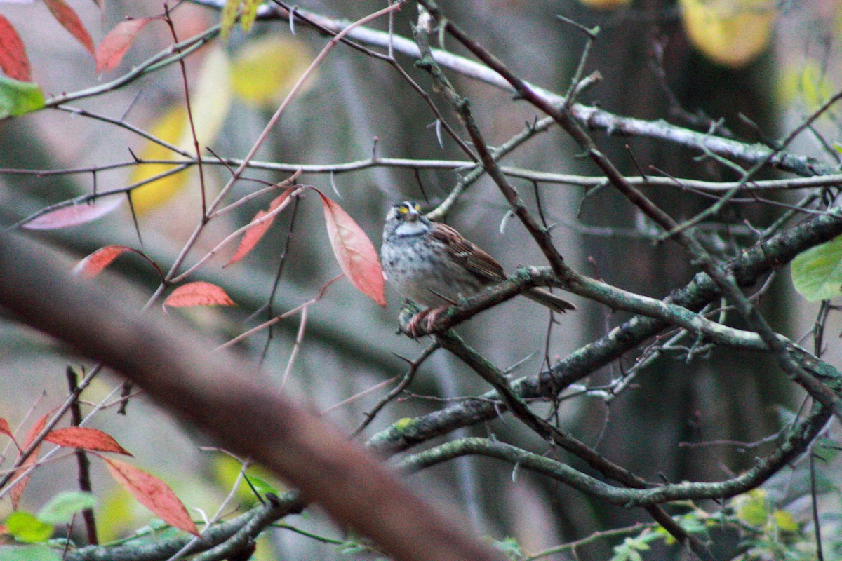 White-throated Sparrow - ML644839352
