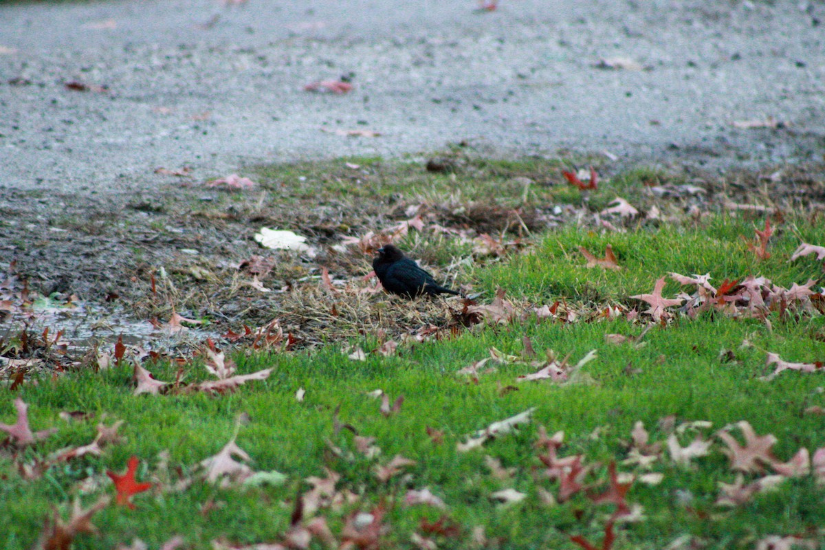 Коровий трупиал, буроголовый желтушник - ML644839360