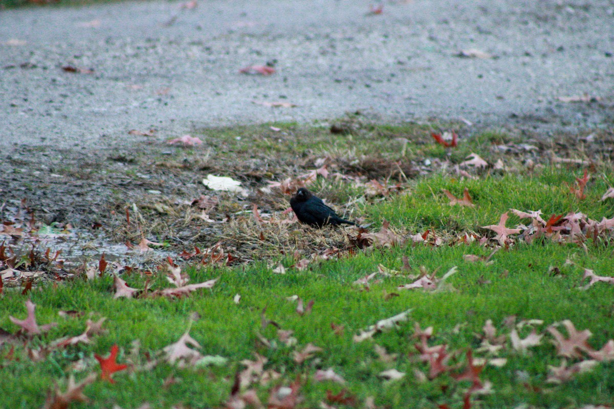 Коровий трупиал, буроголовый желтушник - ML644839361