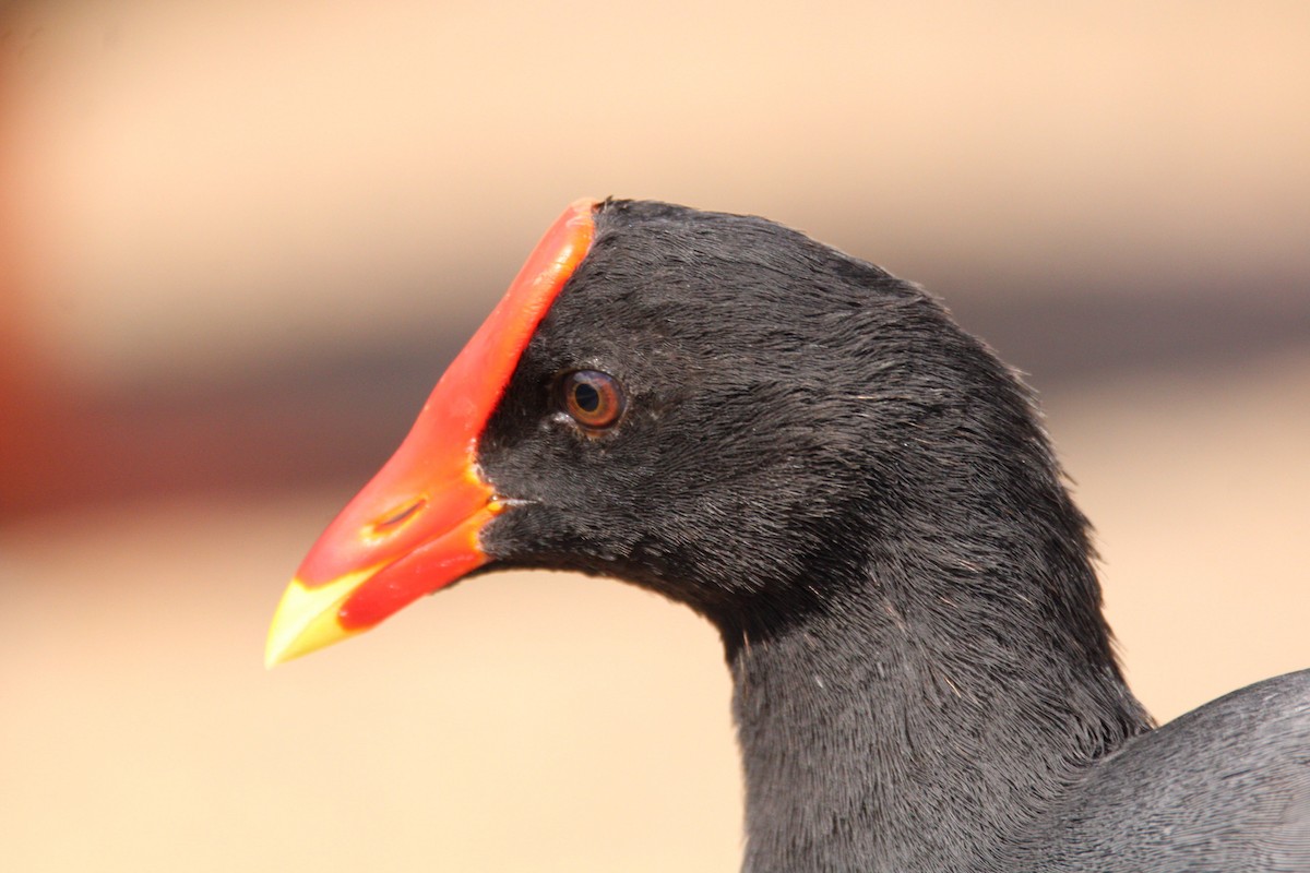 Common Gallinule (Hawaiian) - ML644839409