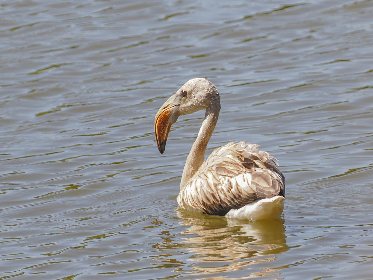 Fenicottero - ML644839423