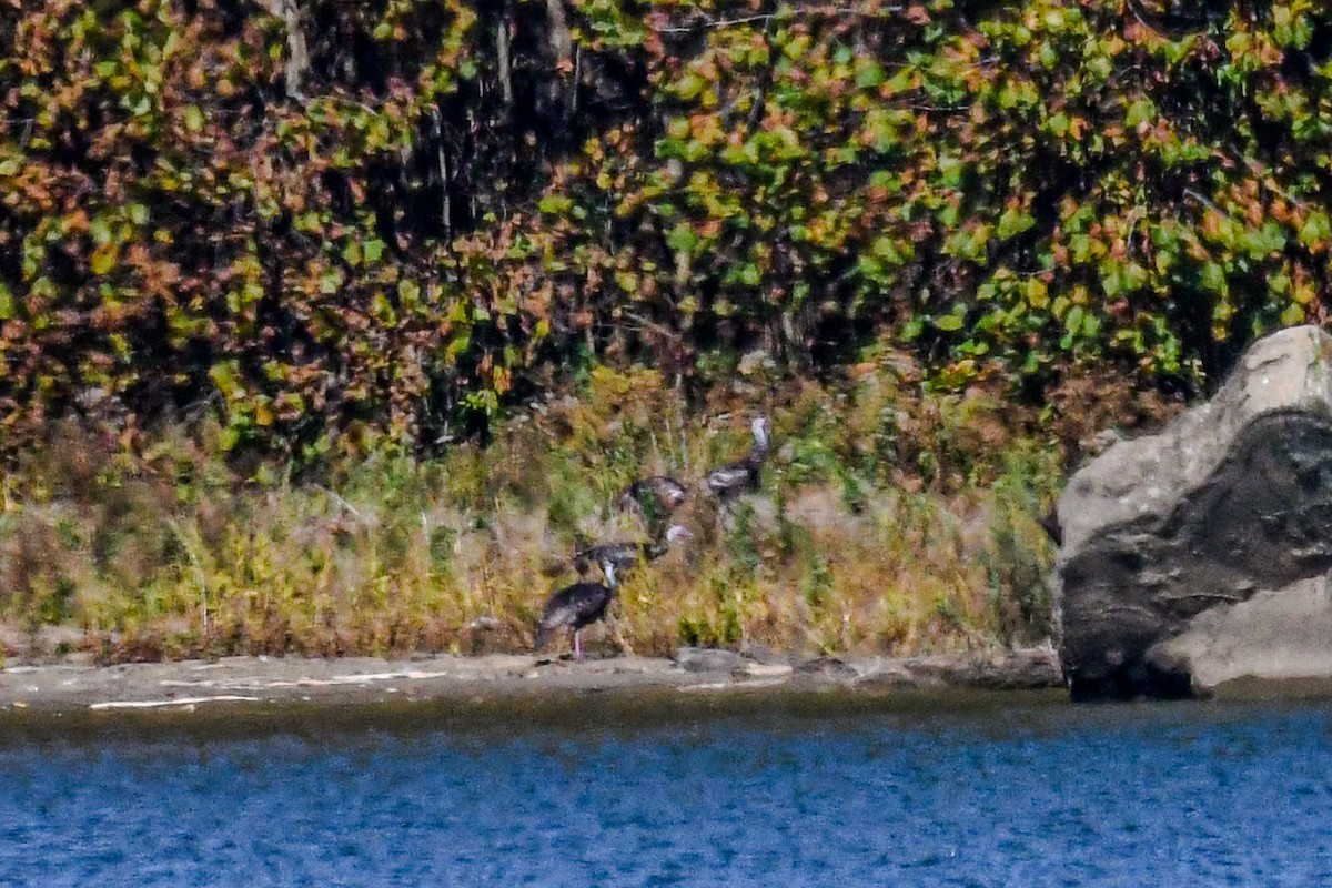 Wild Turkey - ML644839424